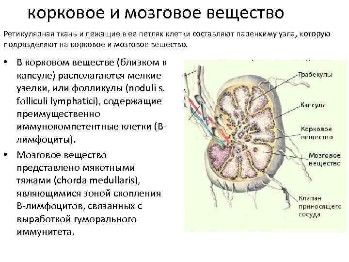 корковое и мозговое вещество Ретикулярная ткань и лежащие в ее петлях клетки составляют паренхиму