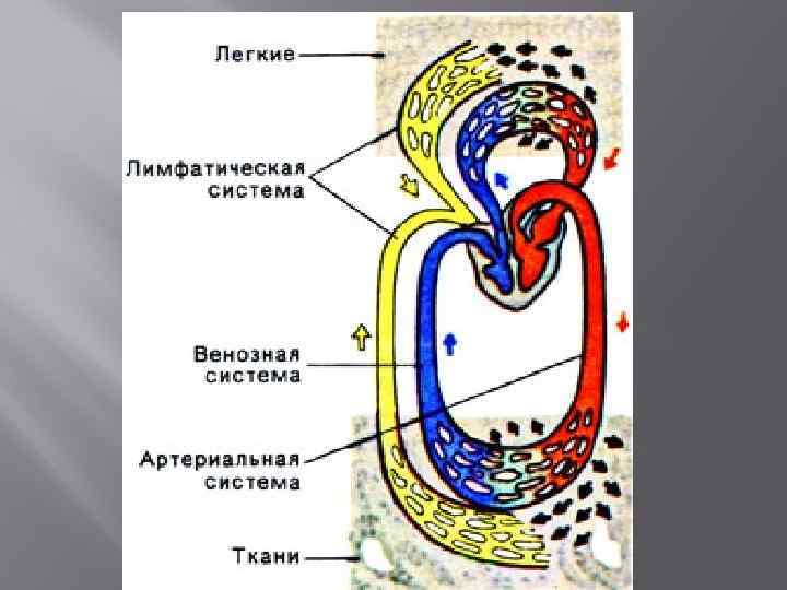 Лимфатическая система картинки анатомия