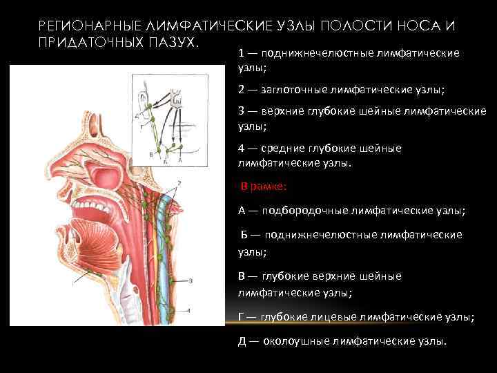 РЕГИОНАРНЫЕ ЛИМФАТИЧЕСКИЕ УЗЛЫ ПОЛОСТИ НОСА И ПРИДАТОЧНЫХ ПАЗУХ. 1 — поднижнечелюстные лимфатические узлы; 2