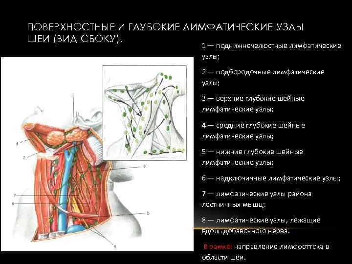 ПОВЕРХНОСТНЫЕ И ГЛУБОКИЕ ЛИМФАТИЧЕСКИЕ УЗЛЫ ШЕИ (ВИД СБОКУ). 1 — поднижнечелюстные лимфатические узлы; 2