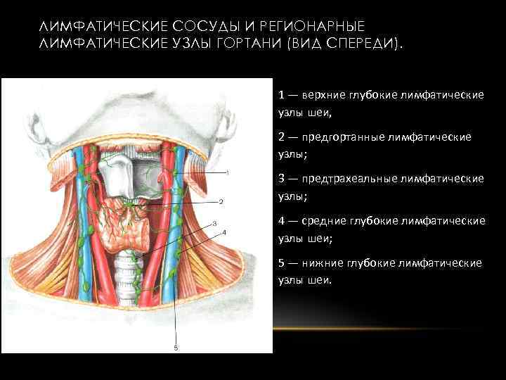 Глубокий лимфатический сосуд. Строение лимфоузлов на шее человека. Лимфатические узлы анатомия расположение. Предгортанные лимфатические узлы на шее. Регионарные лимфатические узлы гортани.