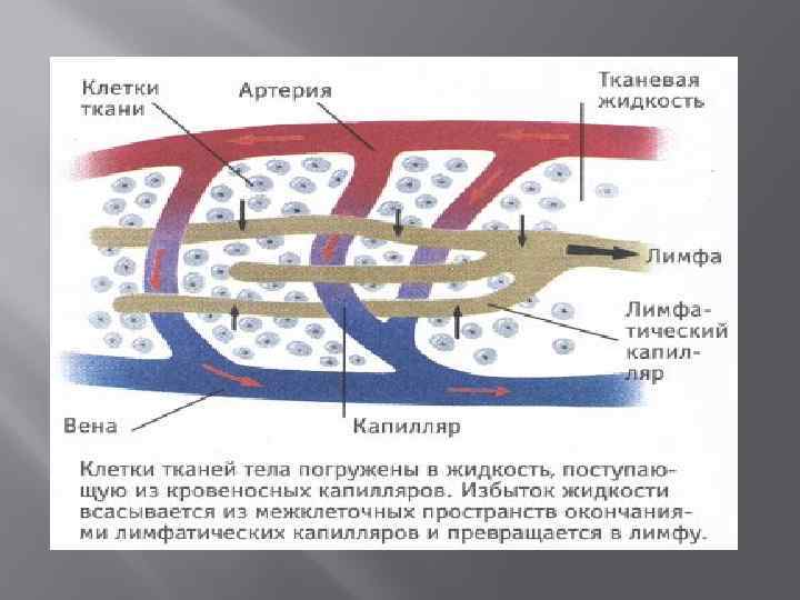 Связь лимфатической системы с кровообращением рисунок