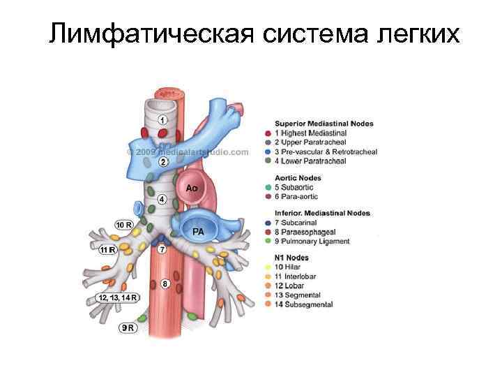 Лимфатическая система легких 