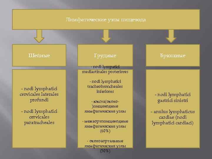 Лимфатические узлы пищевода Шейные Грудные Брюшные - nodi lympatici mediastinales posteriores - nodi lymphatici