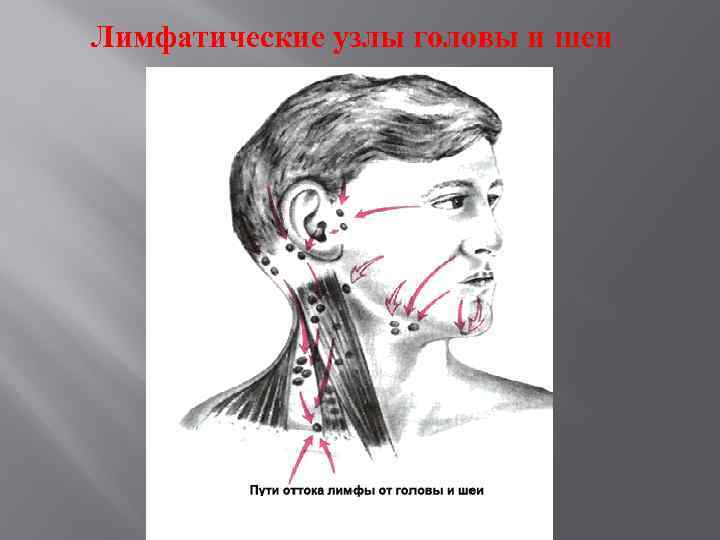 Лимфатические узлы на шее расположение у женщин фото