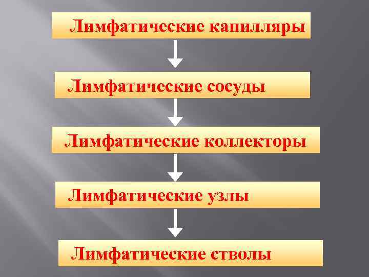 Лимфатические капилляры Лимфатические сосуды Лимфатические коллекторы Лимфатические узлы Лимфатические стволы 