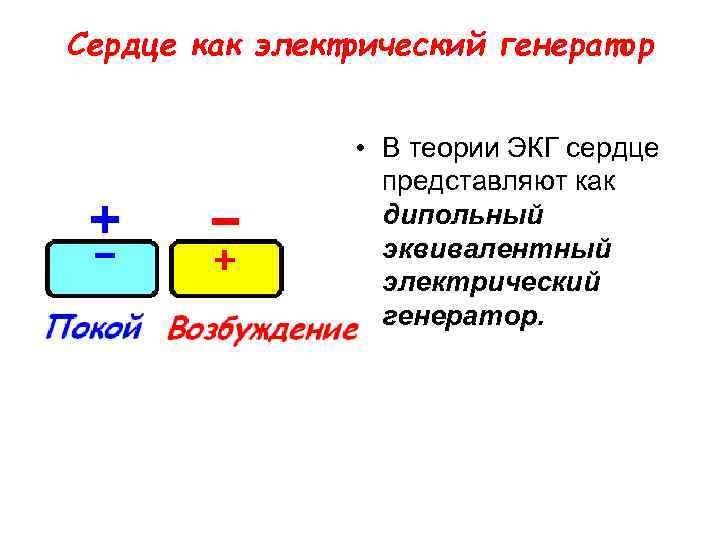 Сердце как электрический генератор • В теории ЭКГ сердце представляют как дипольный эквивалентный электрический