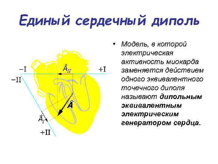 Единый сердечный диполь • Модель, в которой электрическая активность миокарда заменяется действием одного эквивалентного
