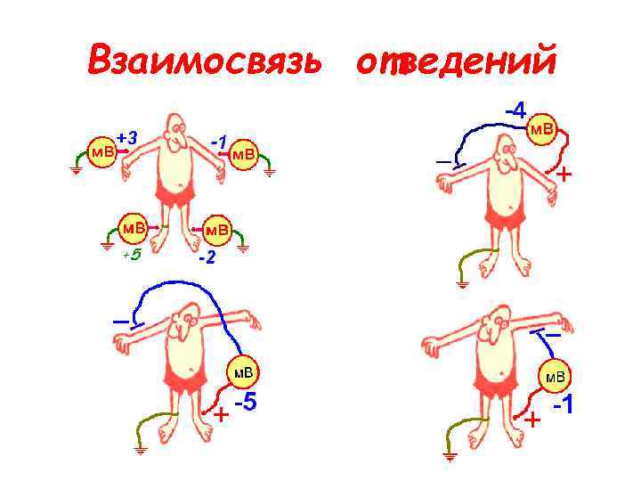 Взаимосвязь отведений 