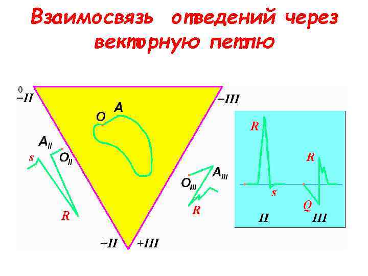 Взаимосвязь отведений через векторную петлю 