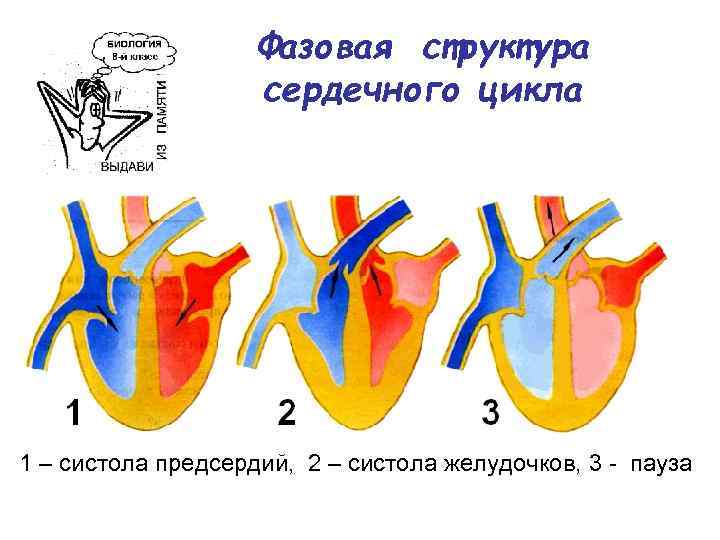 Рассмотрите рисунок схемы сердечного цикла и назовите изображенную фазу ответ поясните