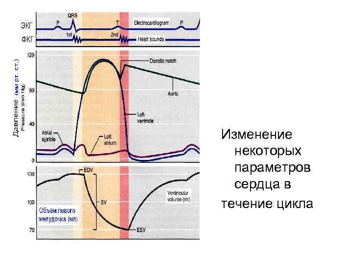 Изменение некоторых параметров сердца в течение цикла 