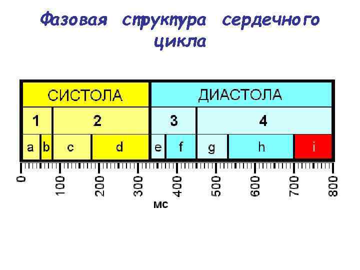 Фазовая структура сердечного цикла 