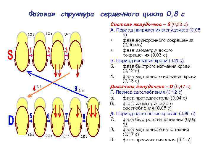 Фазовая структура сердечного цикла 0, 8 с Систола желудочков – S (0, 33 с)