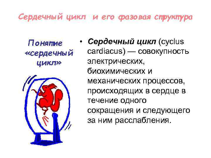 Сердечный цикл и его фазовая структура • Сердечный цикл (cyclus Понятие cardiacus) — совокупность