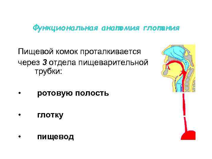 Функциональная анатомия глотания Пищевой комок проталкивается через 3 отдела пищеварительной трубки: • ротовую полость