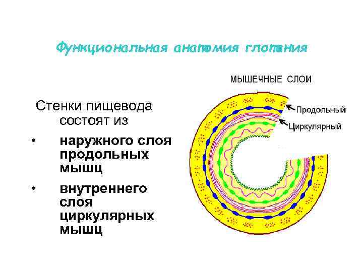 Функциональная анатомия глотания Стенки пищевода • • состоят из наружного слоя продольных мышц внутреннего