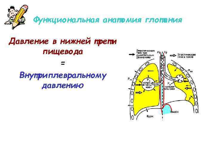 Функциональная анатомия глотания Давление в нижней трети пищевода = Внутриплевральному давлению 