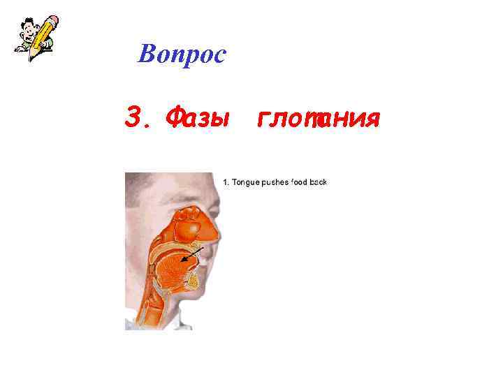 Вопрос 3. Фазы глотания 