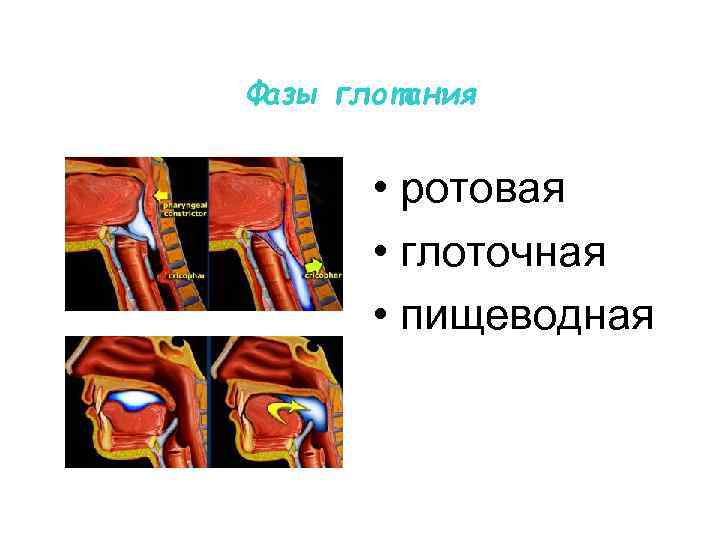 Фазы глотания • ротовая • глоточная • пищеводная 