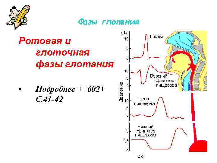 Фазы глотания Ротовая и глоточная фазы глотания • Подробнее ++602+ С. 41 -42 