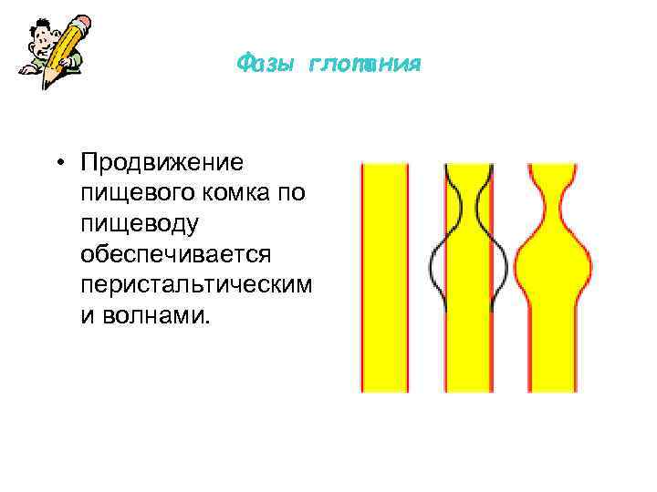 Фазы глотания • Продвижение пищевого комка по пищеводу обеспечивается перистальтическим и волнами. 