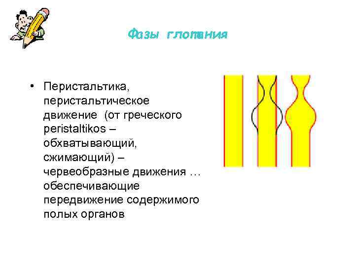 Фазы глотания • Перистальтика, перистальтическое движение (от греческого peristaltikos – обхватывающий, сжимающий) – червеобразные