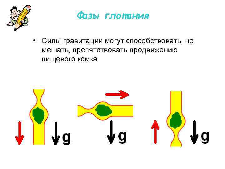Фазы глотания • Силы гравитации могут способствовать, не мешать, препятствовать продвижению пищевого комка 