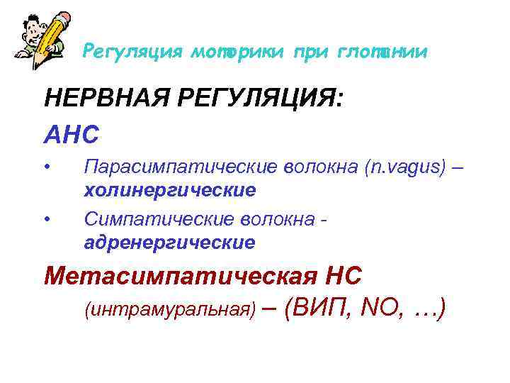 Регуляция моторики при глотании НЕРВНАЯ РЕГУЛЯЦИЯ: АНС • • Парасимпатические волокна (n. vagus) –