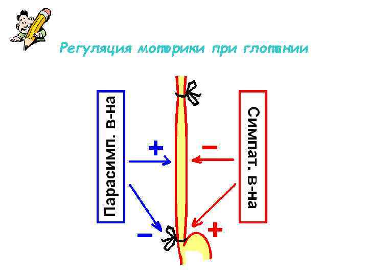 Регуляция моторики при глотании 