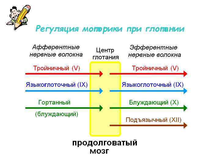 Регуляция моторики при глотании 