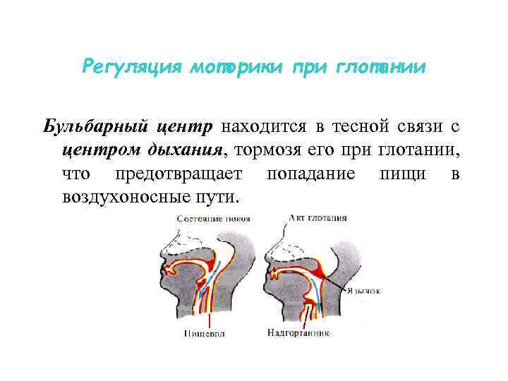 Регуляция моторики при глотании Бульбарный центр находится в тесной связи с центром дыхания, тормозя