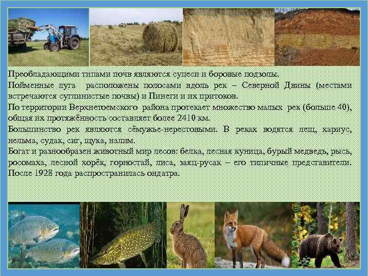 Преобладающими типами почв являются супеси и боровые подзолы. Пойменные луга расположены полосами вдоль рек