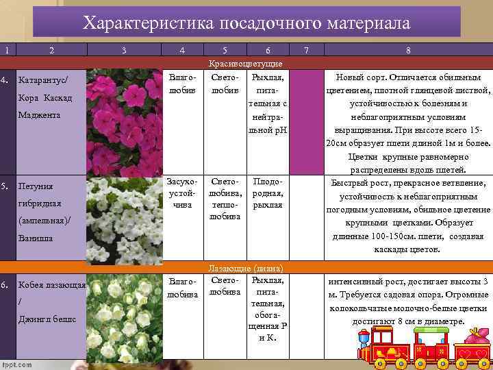 Характеристика посадочного материала 1 4. 2 Катарантус/ Кора Каскад 3 4 Влаголюбив Маджента 5.