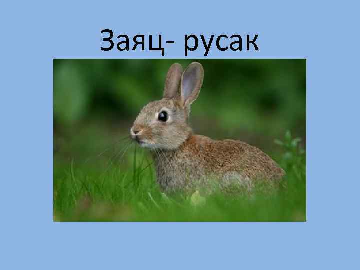 Заяц- русак 