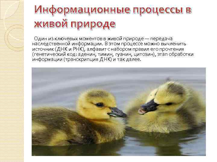 Информационные процессы в живой природе Один из ключевых моментов в живой природе — передача