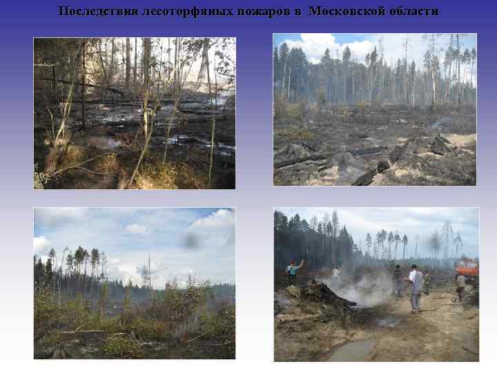 Последствия лесоторфяных пожаров в Московской области 