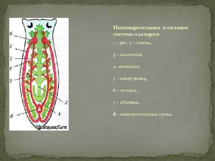 Нервная система планарии