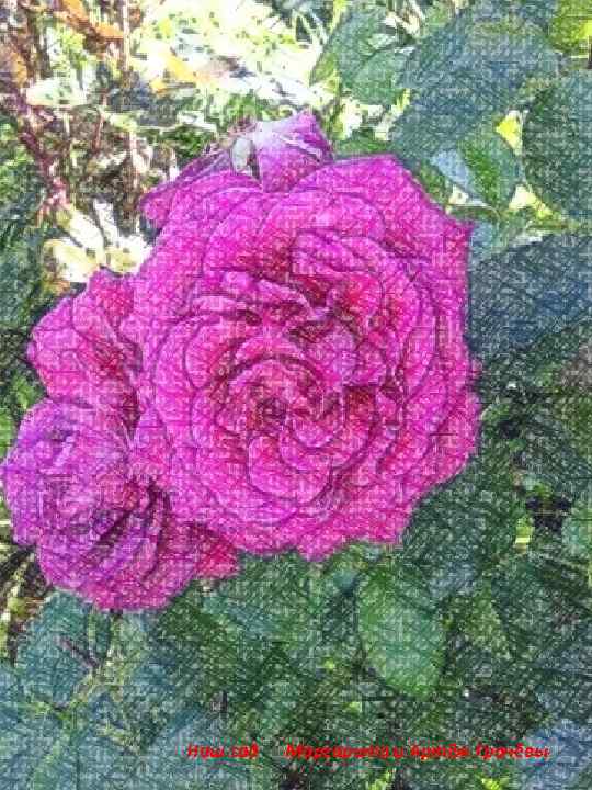 Наш сад Маргарита и Артём Грачёвы 68 