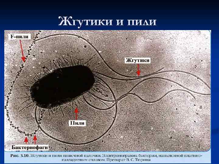 Жгутики и пили 