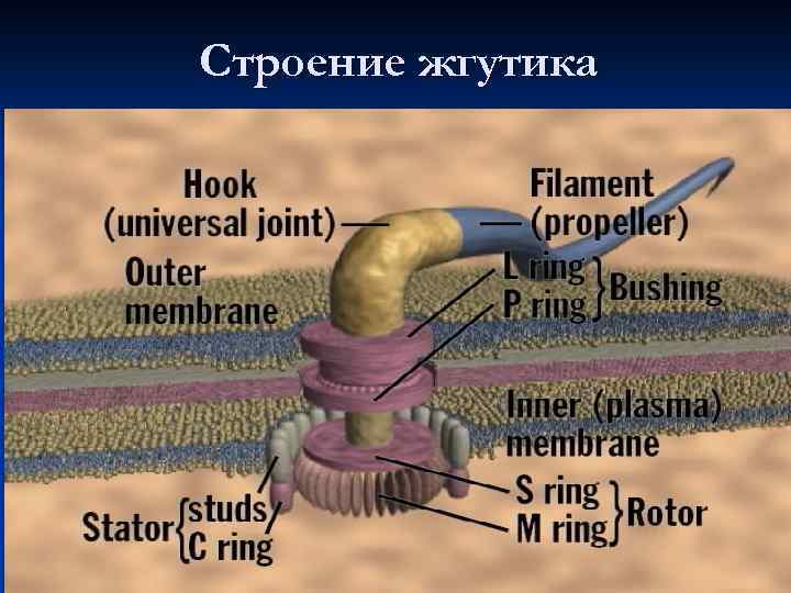 Строение жгутика 