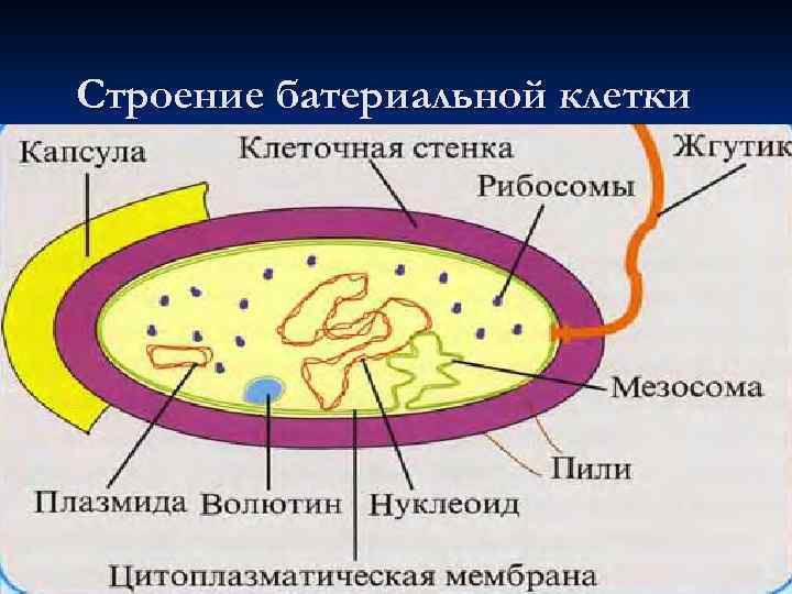 Строение батериальной клетки 
