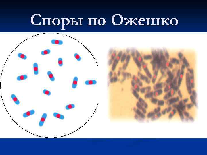 Окраска водным фуксином рисунок