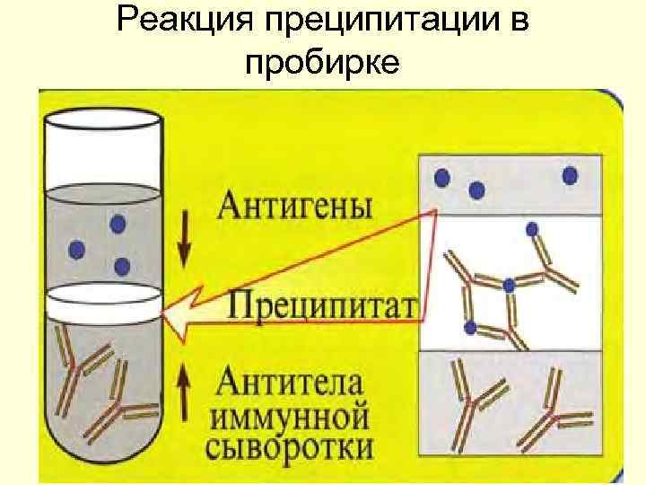 Реакция преципитации в пробирке 
