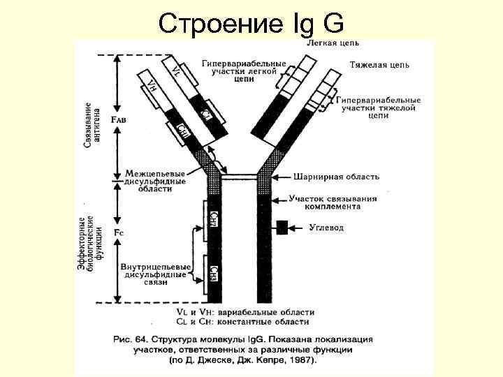 Строение Ig G 