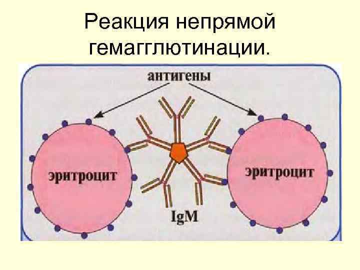 Реакция непрямой гемагглютинации. 