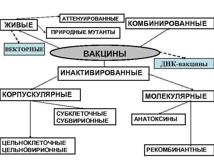 ЖИВЫЕ АТТЕНУИРОВАННЫЕ КОМБИНИРОВАННЫЕ ПРИРОДНЫЕ МУТАНТЫ ВЕКТОРНЫЕ ВАКЦИНЫ ДНК-вакцины ИНАКТИВИРОВАННЫЕ КОРПУСКУЛЯРНЫЕ СУБКЛЕТОЧНЫЕ СУБВИРИОННЫЕ ЦЕЛЬНОКЛЕТОЧНЫЕ ЦЕЛЬНОВИРИОННЫЕ