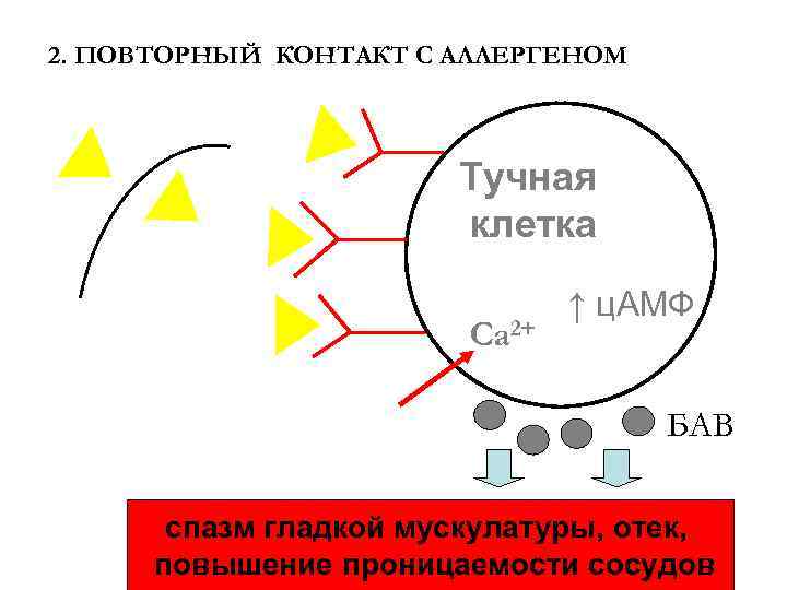 2. ПОВТОРНЫЙ КОНТАКТ С АЛЛЕРГЕНОМ Тучная клетка Ca 2+ ↑ ц. АМФ БАВ спазм