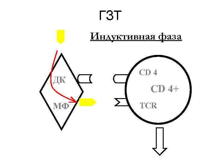 ГЗТ Индуктивная фаза ДК МФ CD 4+ TCR 