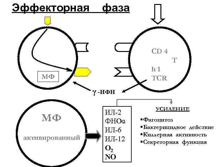 Эффекторная фаза CD 4 T h 1 TCR МФ γ -ИФН МФ активированный ИЛ-2